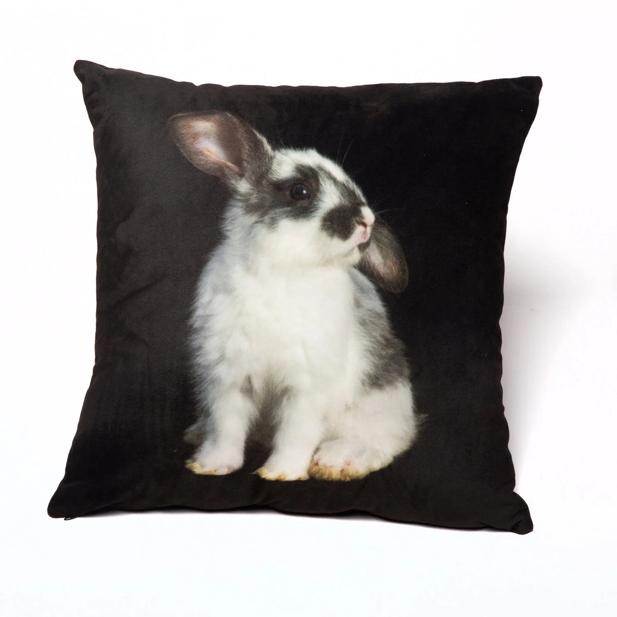 Baby Bunny