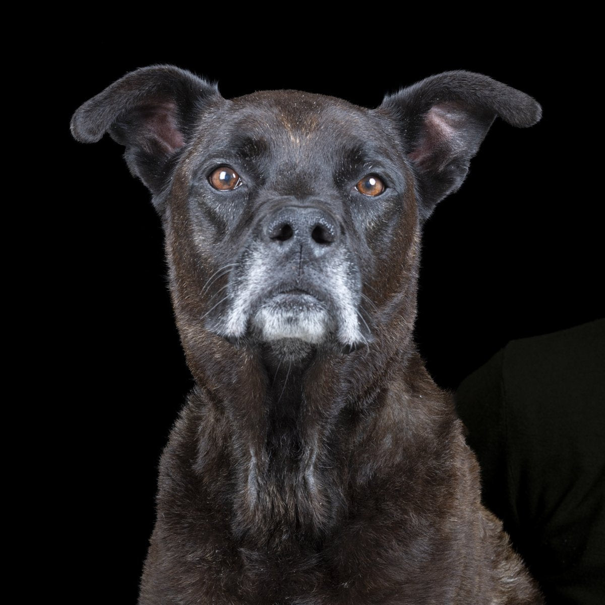 A brindle dog with a grey muzzle looks straight at the camera against a black background.