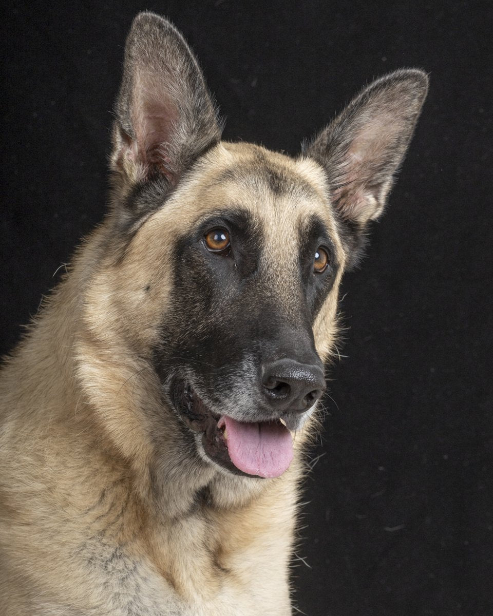 A German shepherd with its tongue out against a black background.