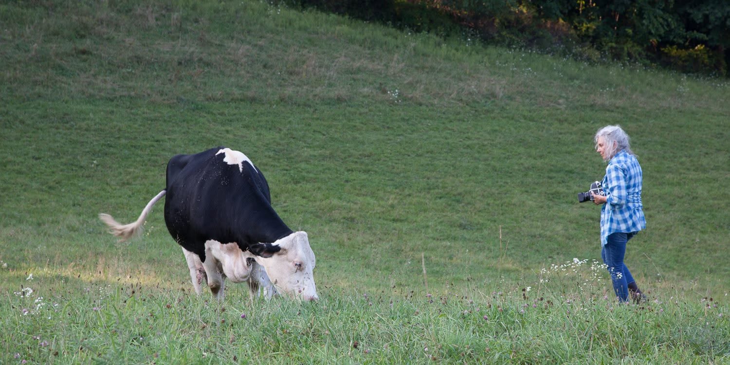 A grey-haired woman in a blue plaid shirt holds a camera and watches a black and white cow grazing on a green hillside.