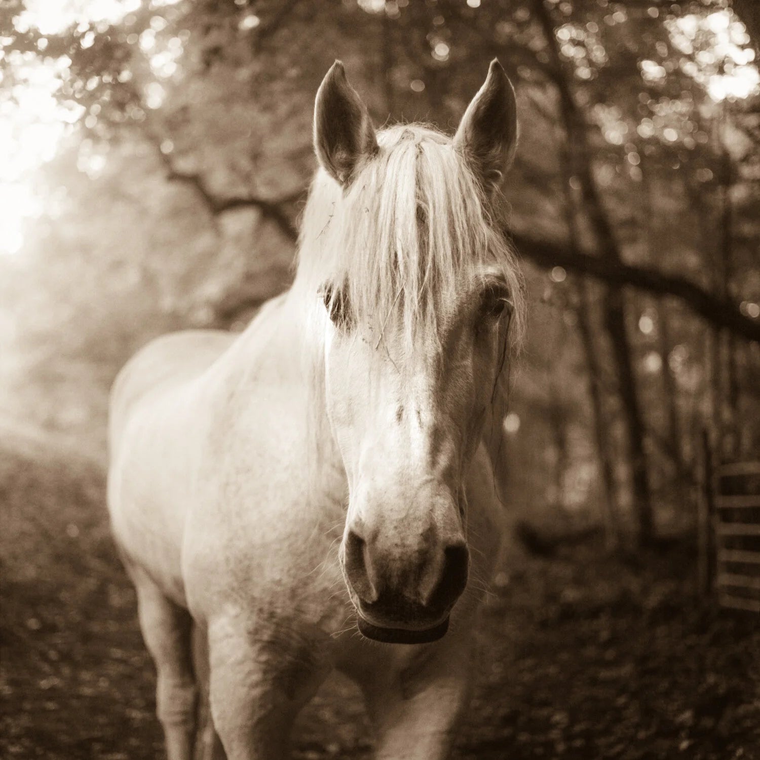 A white horse with a long forelock faces the camera in a wood with light coming through the trees, in sepia.