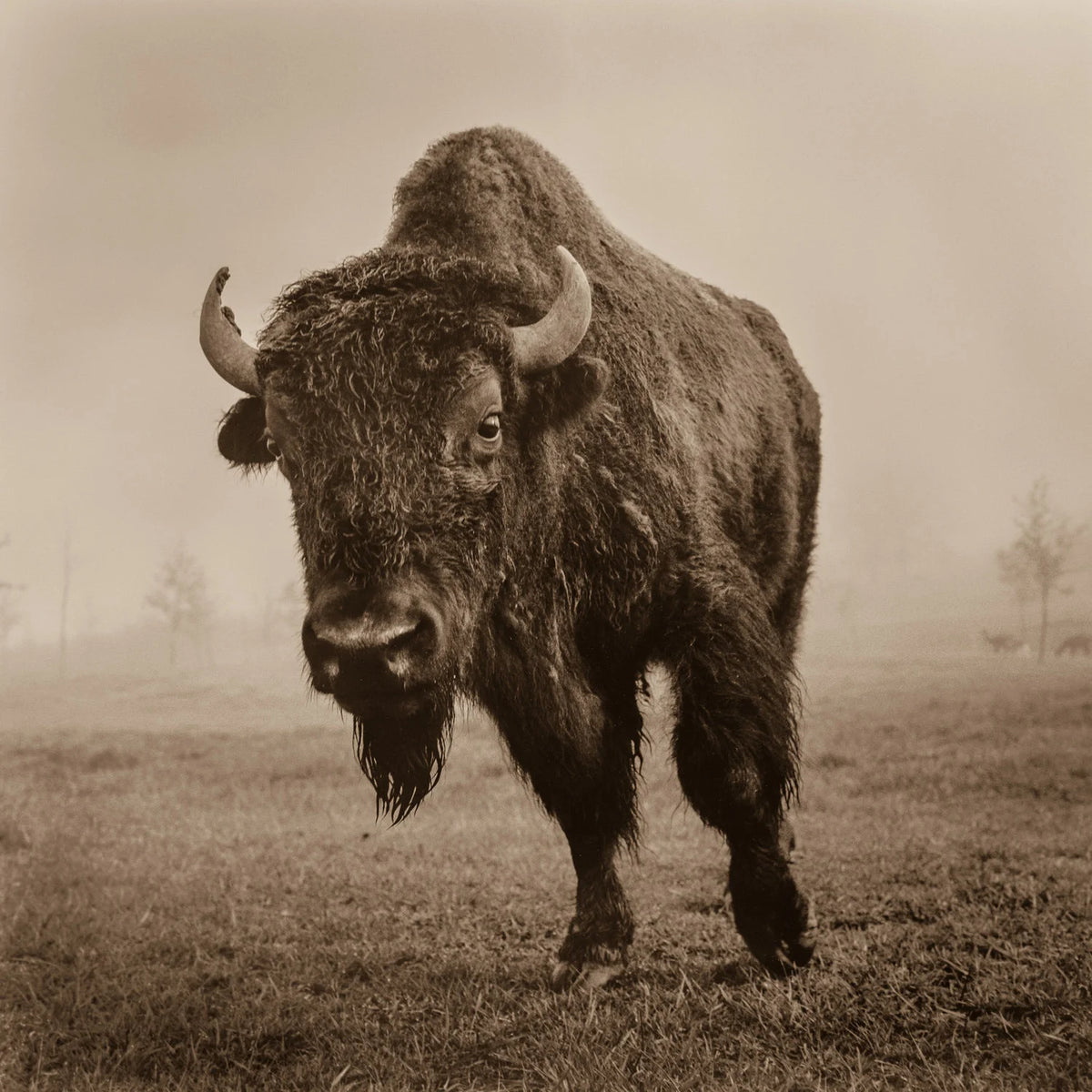 Buffalo