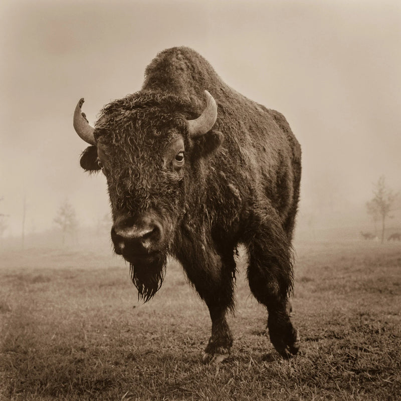Buffalo