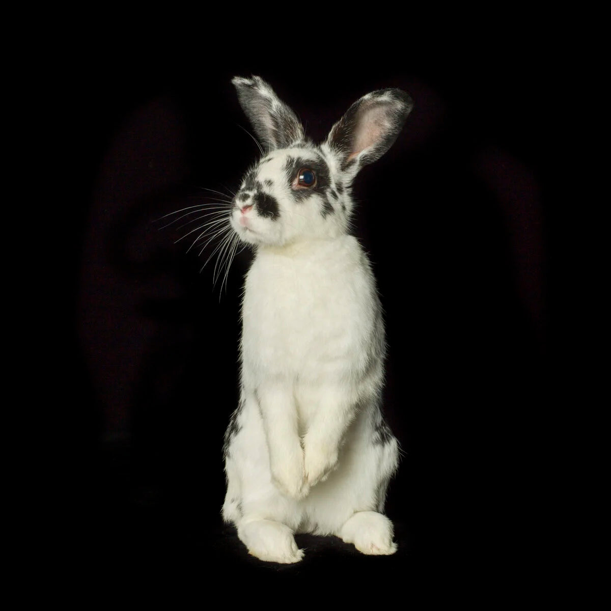Spotted Standing Bunny