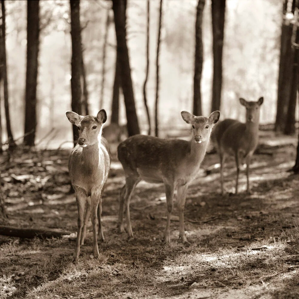 Three Deer in Woods