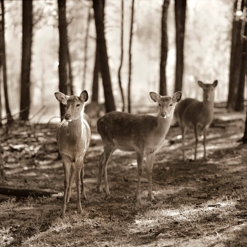 Three Deer in Woods