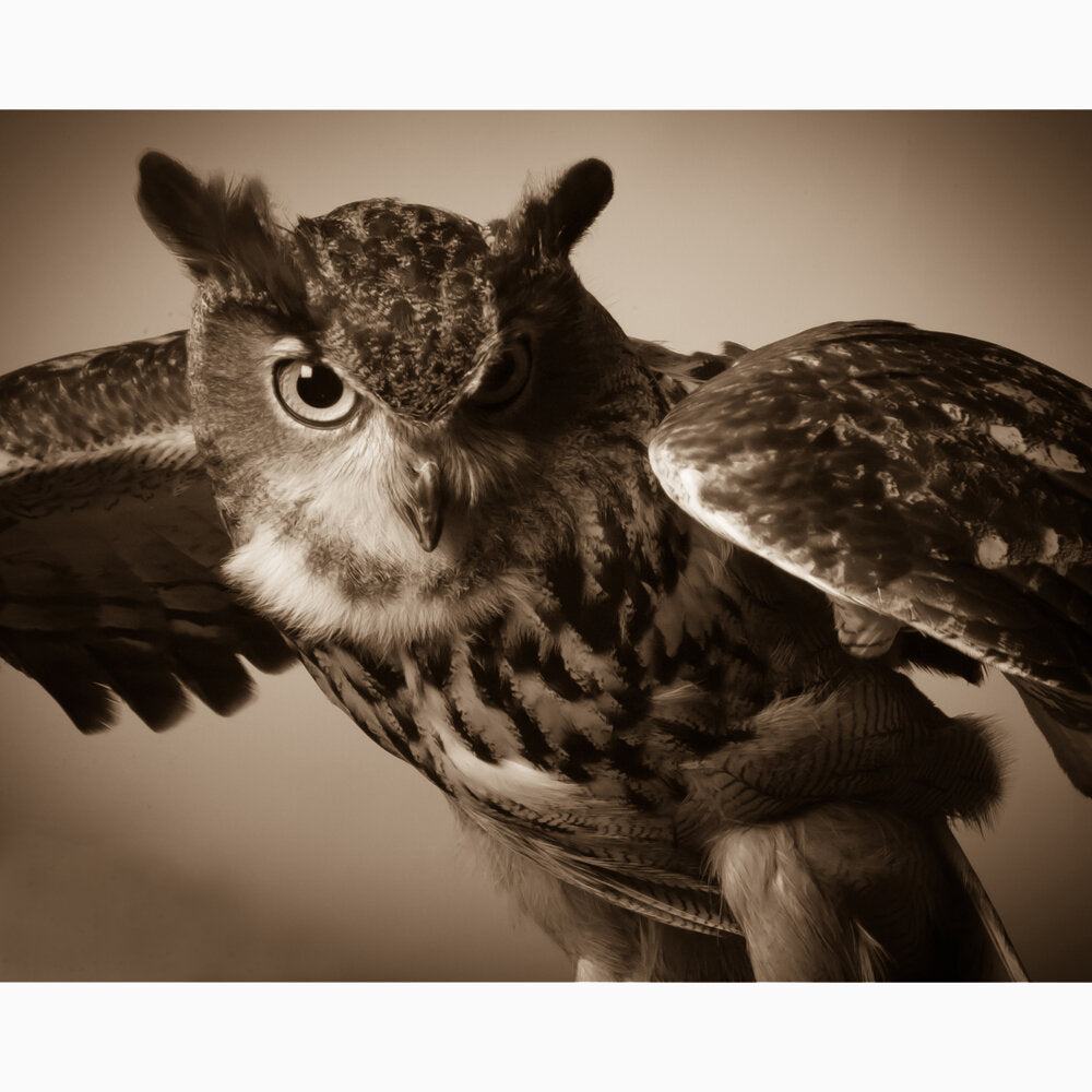 Great Horned Owl