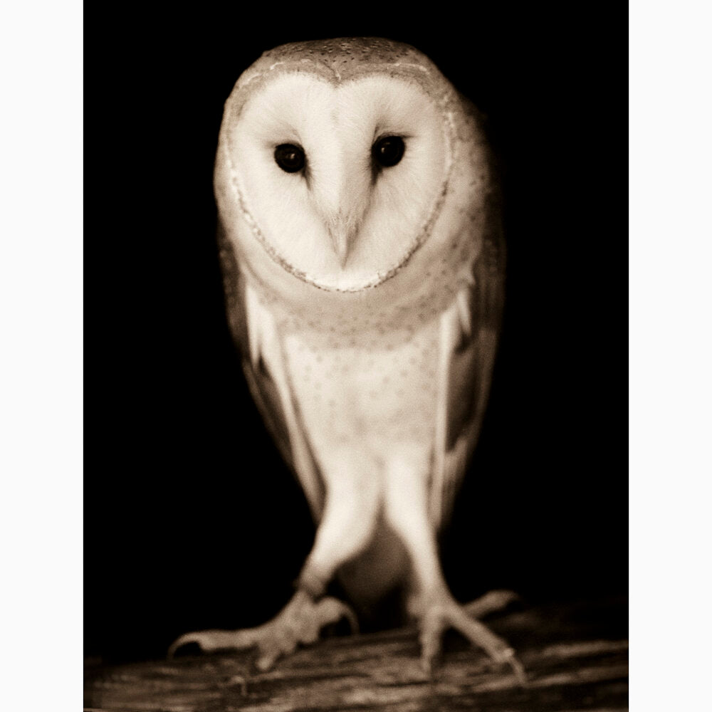 Barn Owl