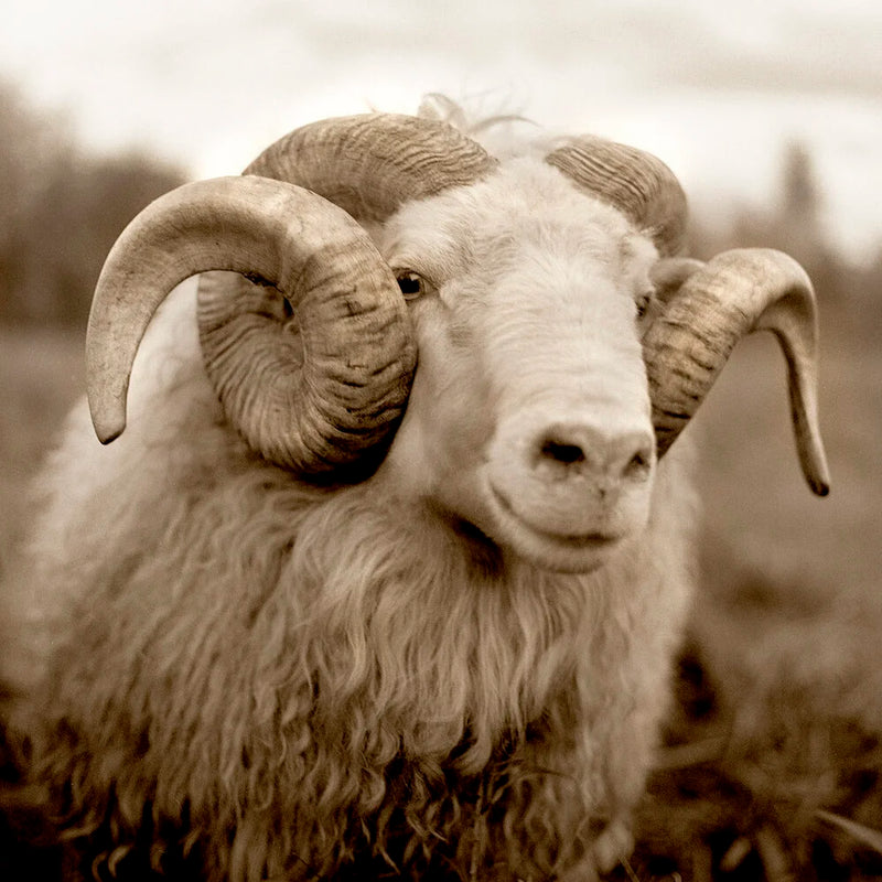 Icelandic Ram I