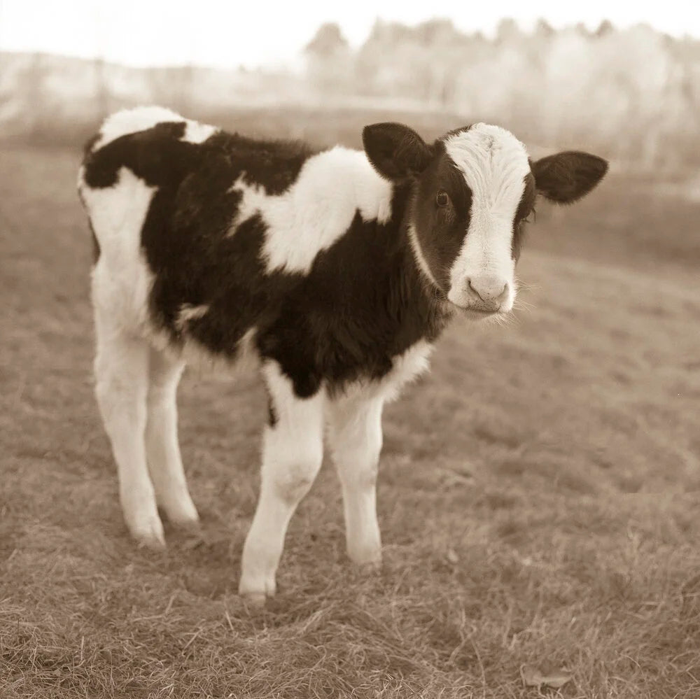 Holstein Calf