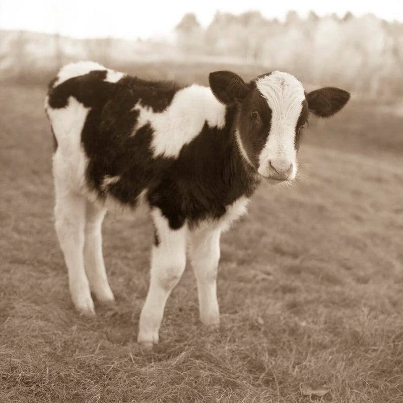 Holstein Calf