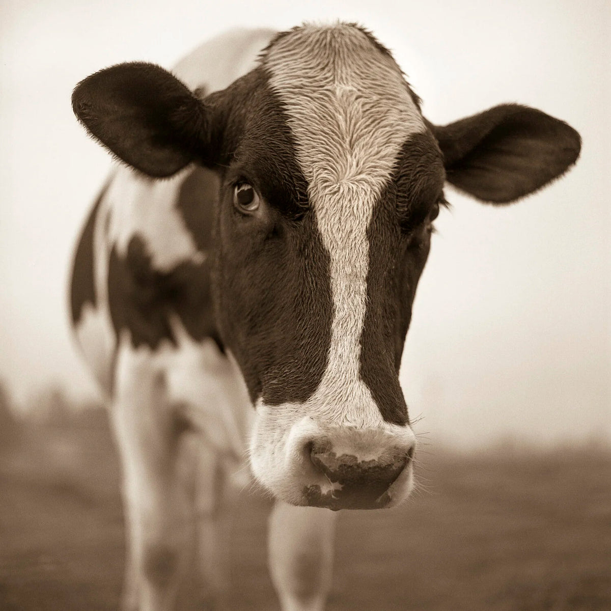 Vermont Cow