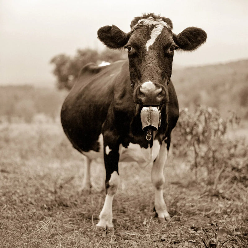 Oak Hill Cow