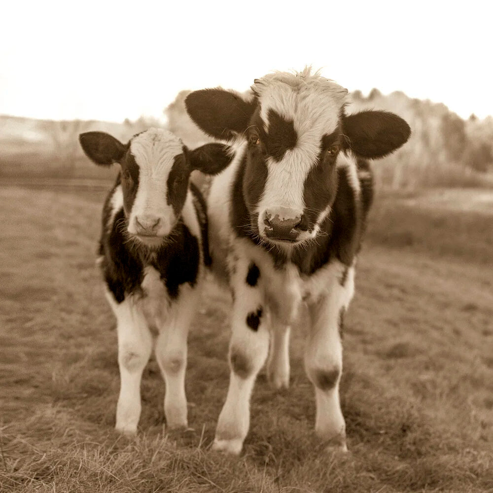 Holstein Cow & Calf