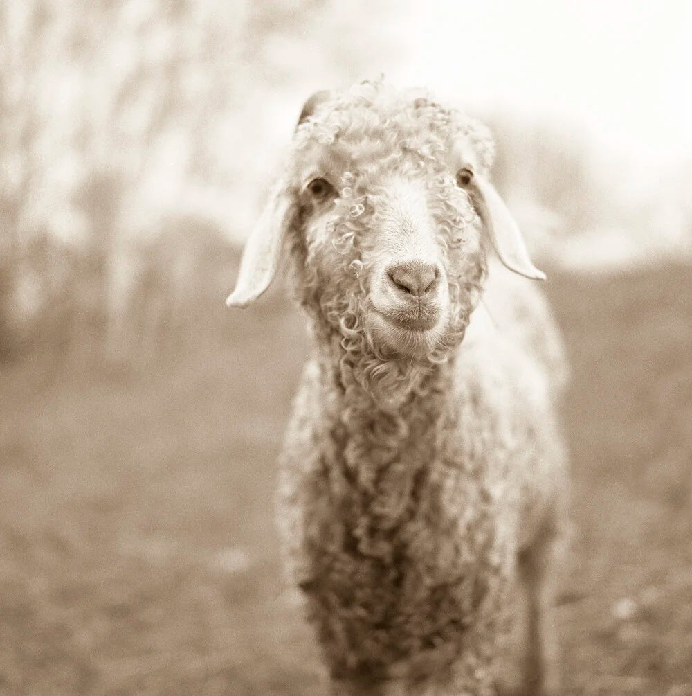 Curly Goat