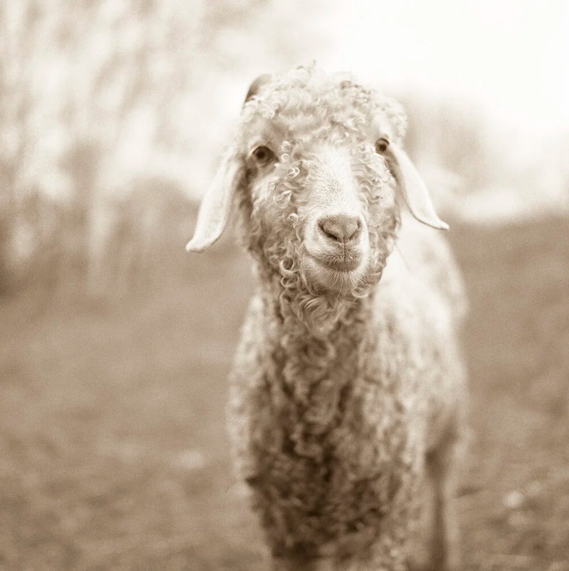 Curly Goat