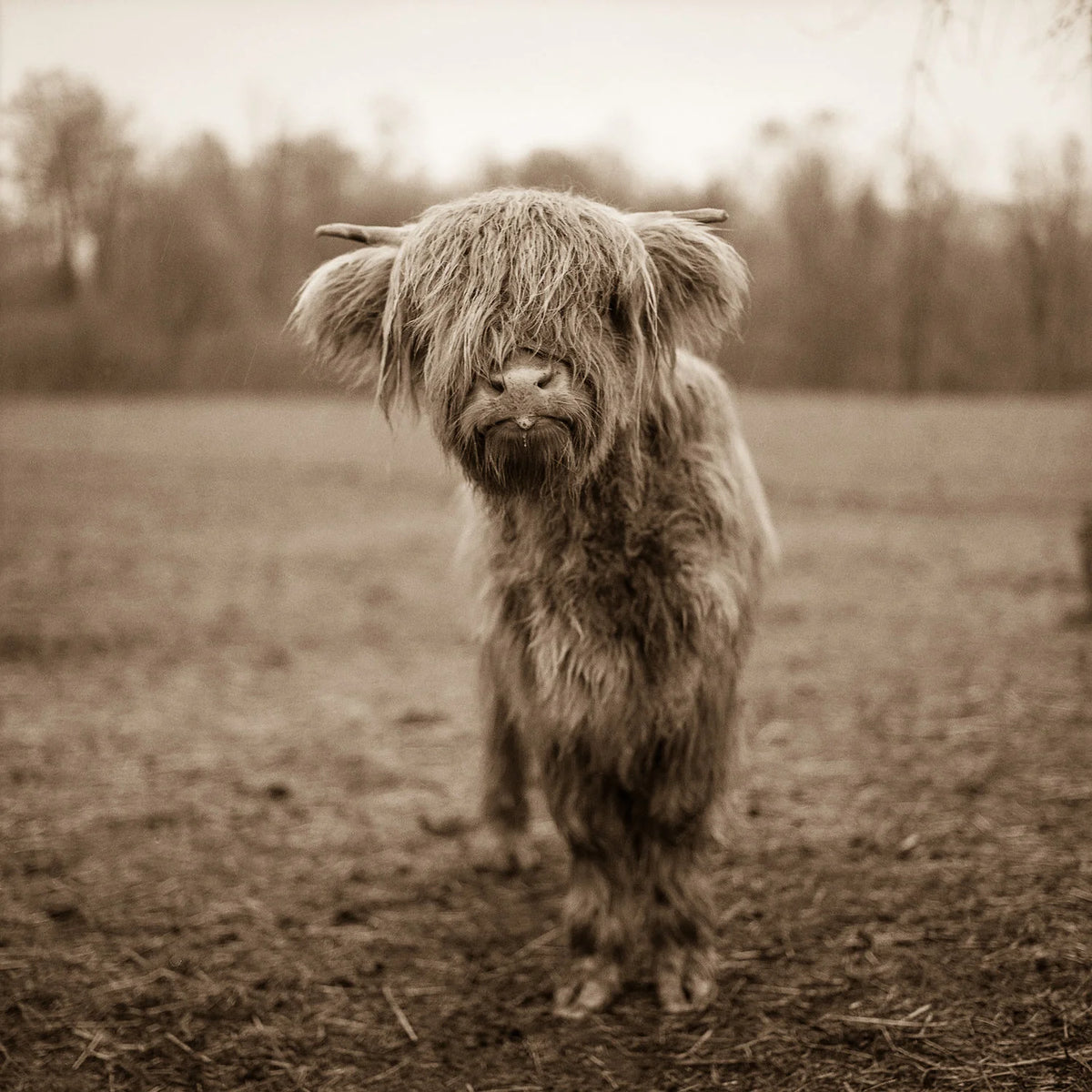 Baby Highlander