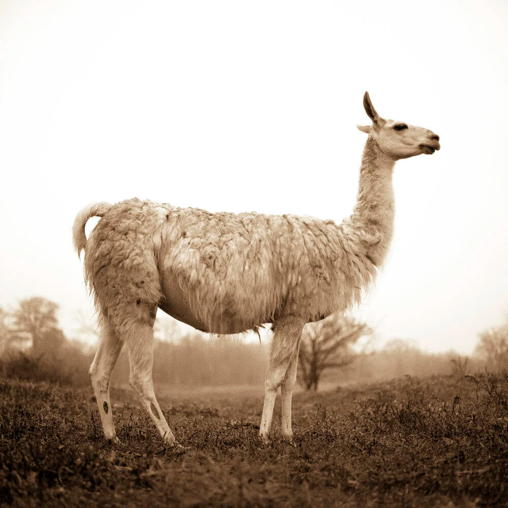 White Llama