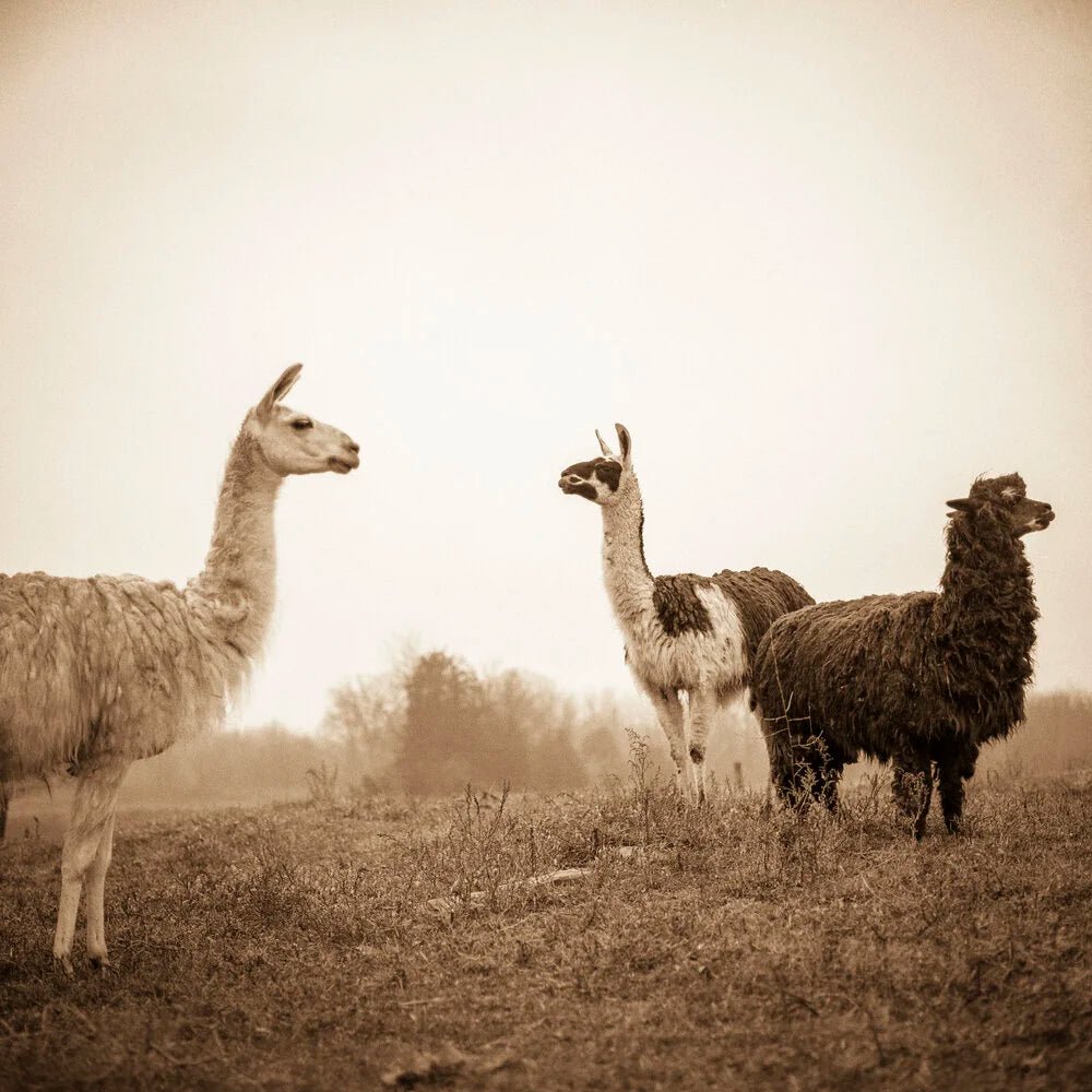 Three Llamas