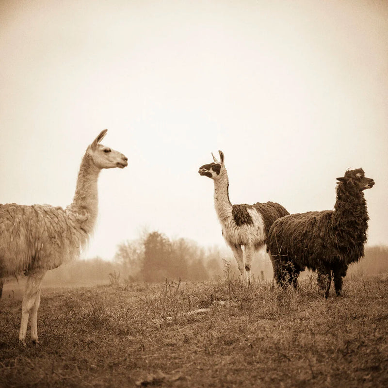 Three Llamas