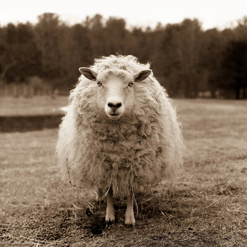 Larissa's Sheep