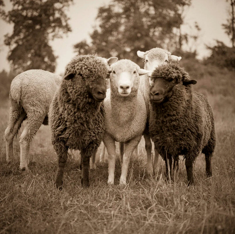 Mixed Colored Flock of Sheep