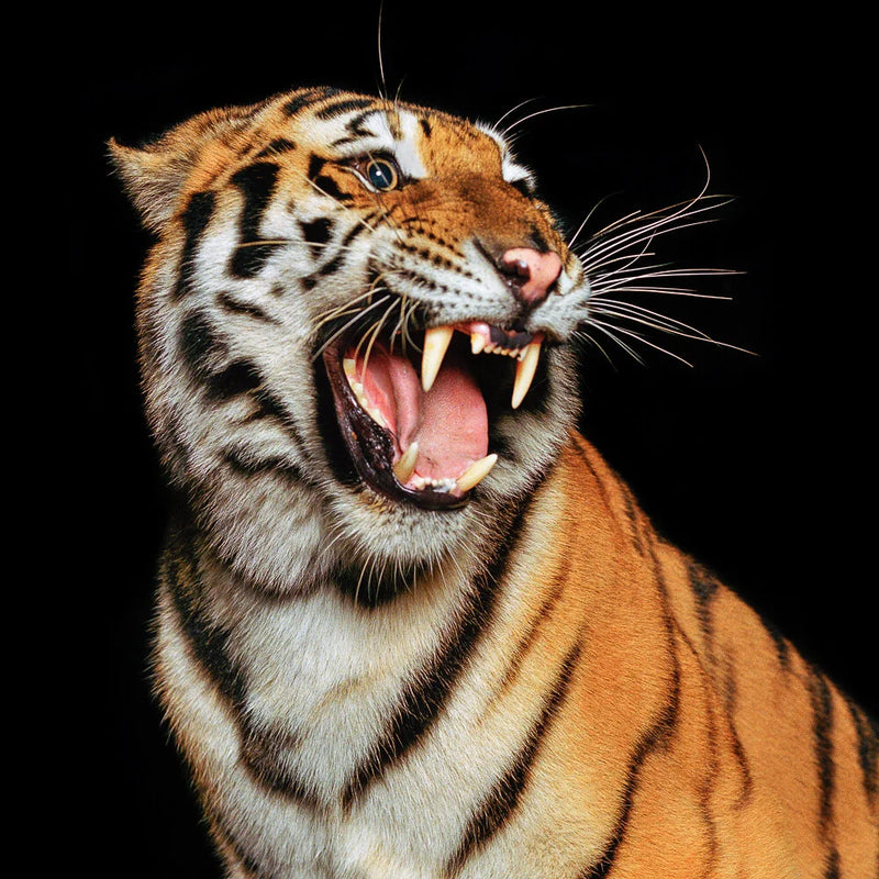 Growling Tiger