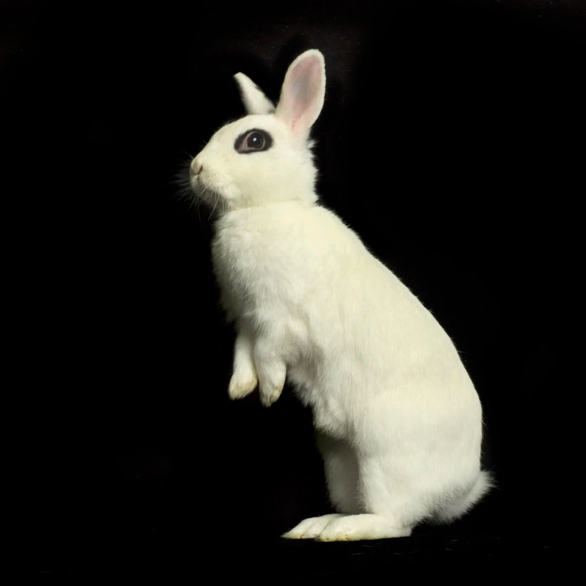 Black Eyed Standing Bunny