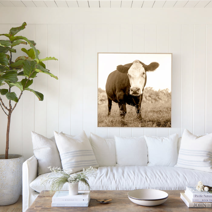 Red Hook Cow, in a room