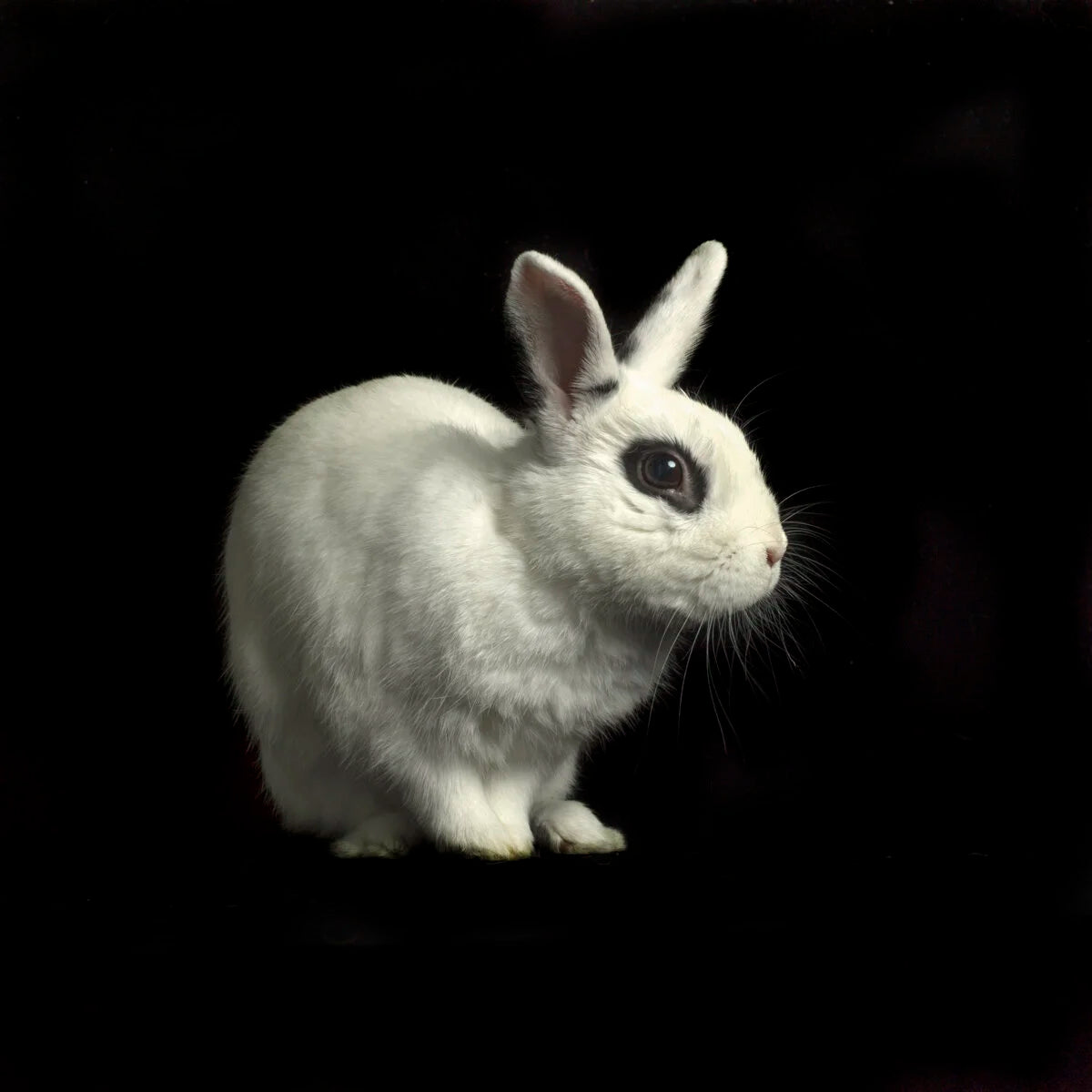 Black Eyed Sitting Bunny