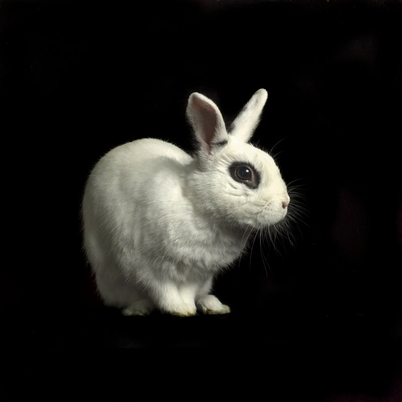 Black Eyed Sitting Bunny