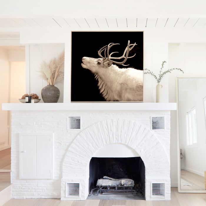 Reindeer, in a room