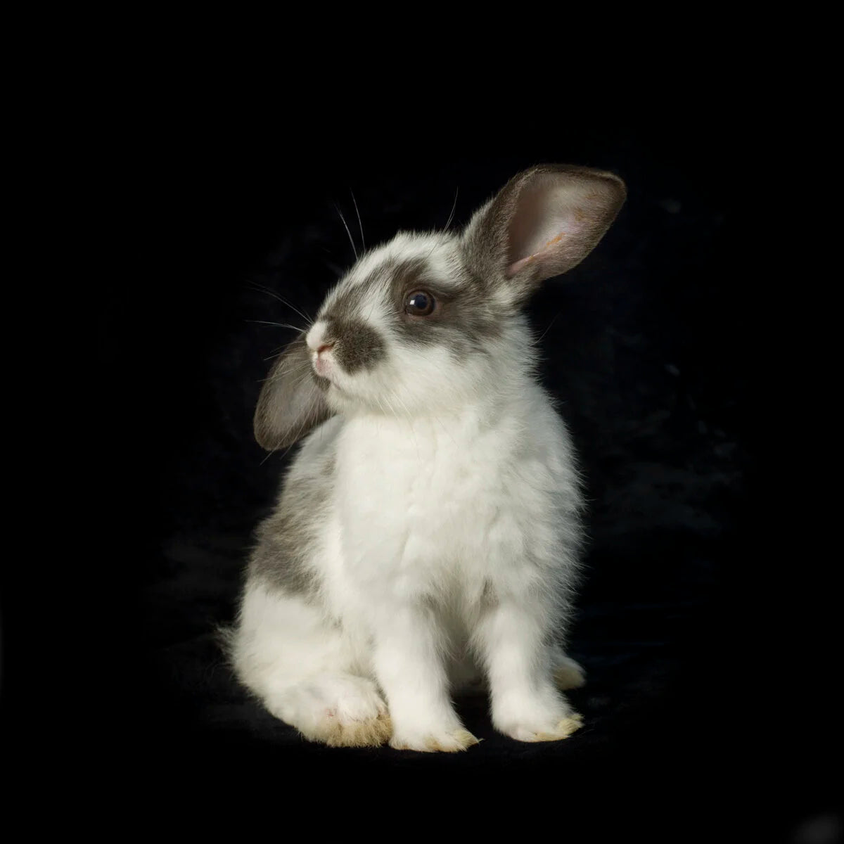 Baby Bunny