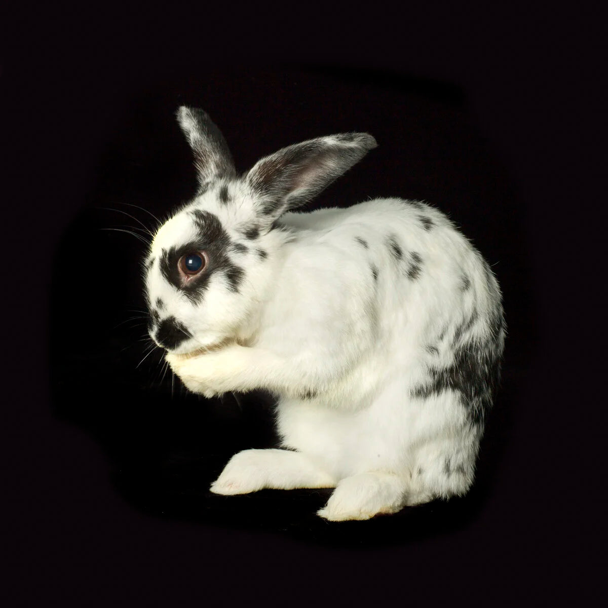 Spotted Sitting Bunny