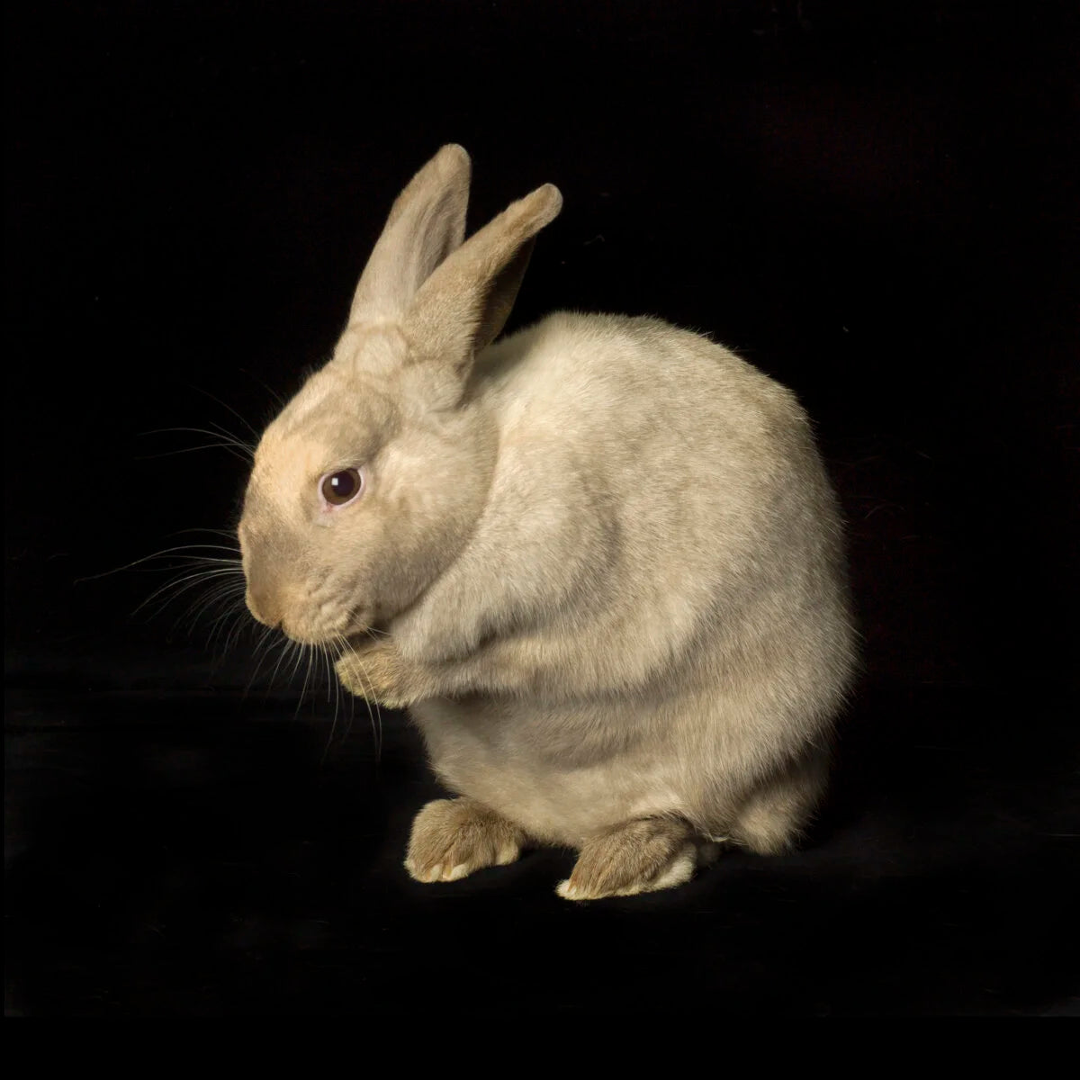 Fawn Fairy Tale Bunny