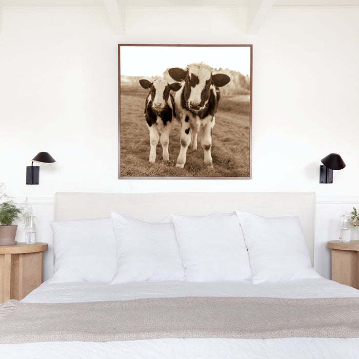 Holstein Cow & Calf, in a room