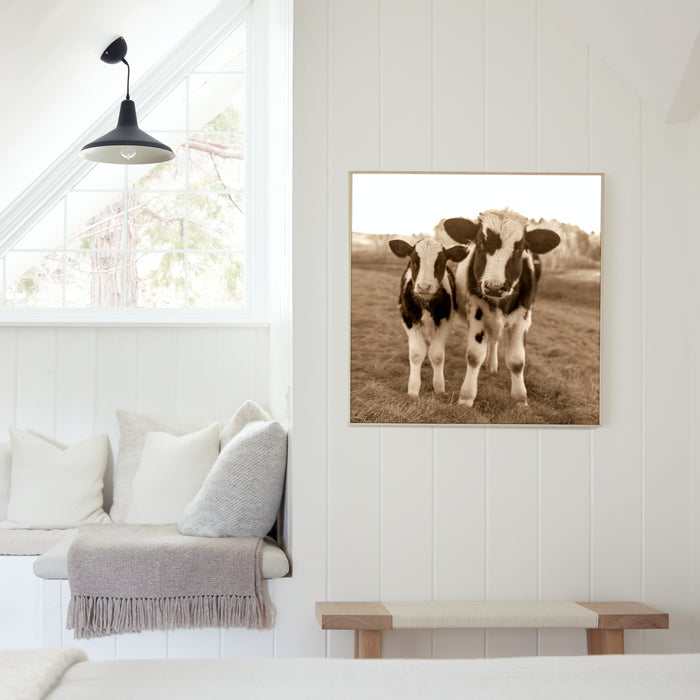Holstein Cow & Calf, in a room