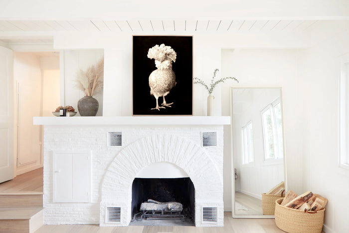 Fancy Chicken, in a room