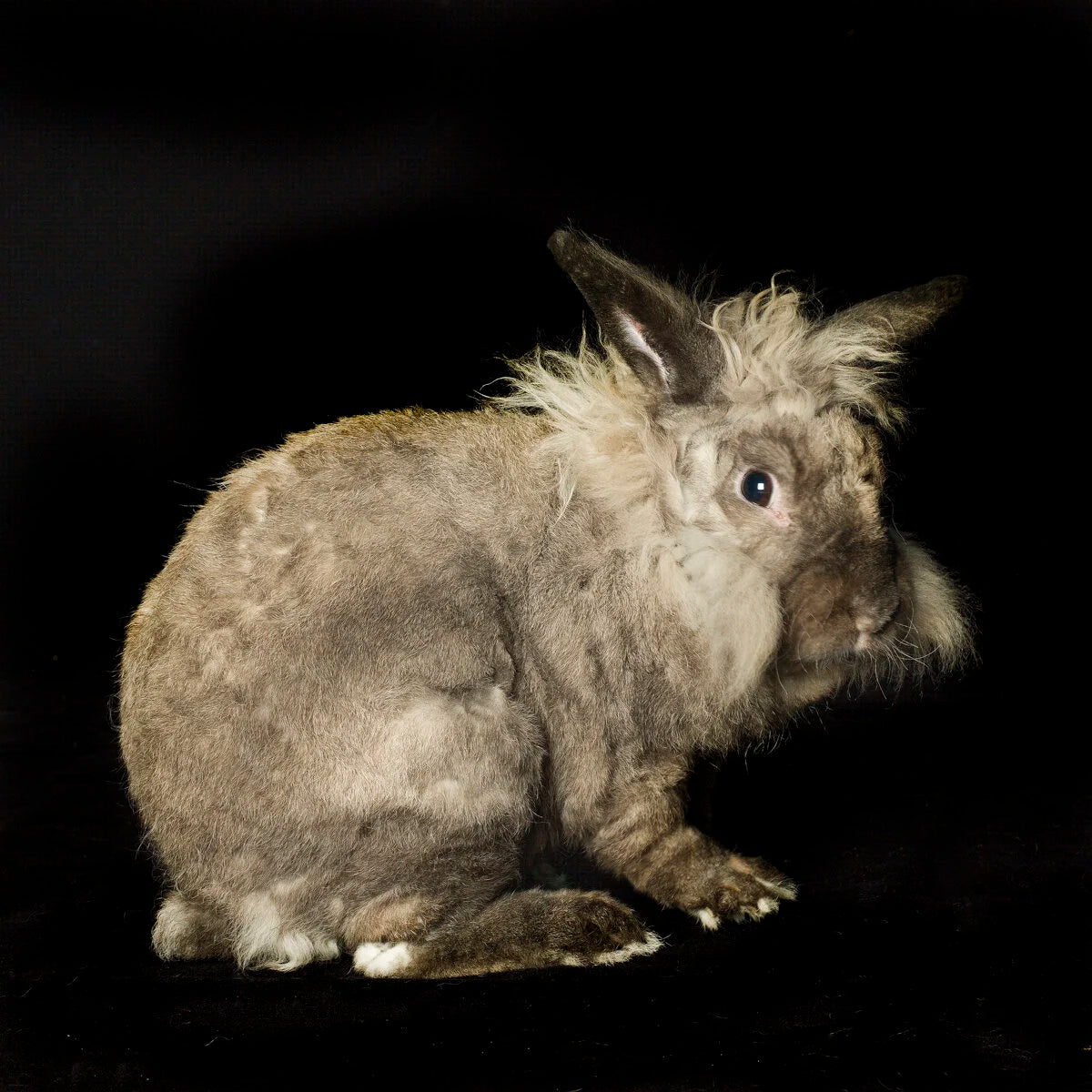 Lion Head Bunny