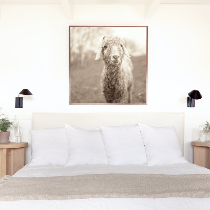 Curly Goat, in a room