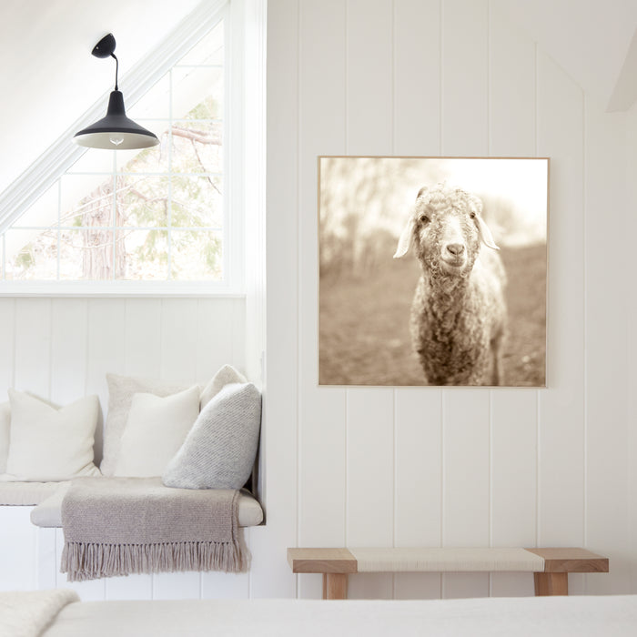 Curly Goat, in a room