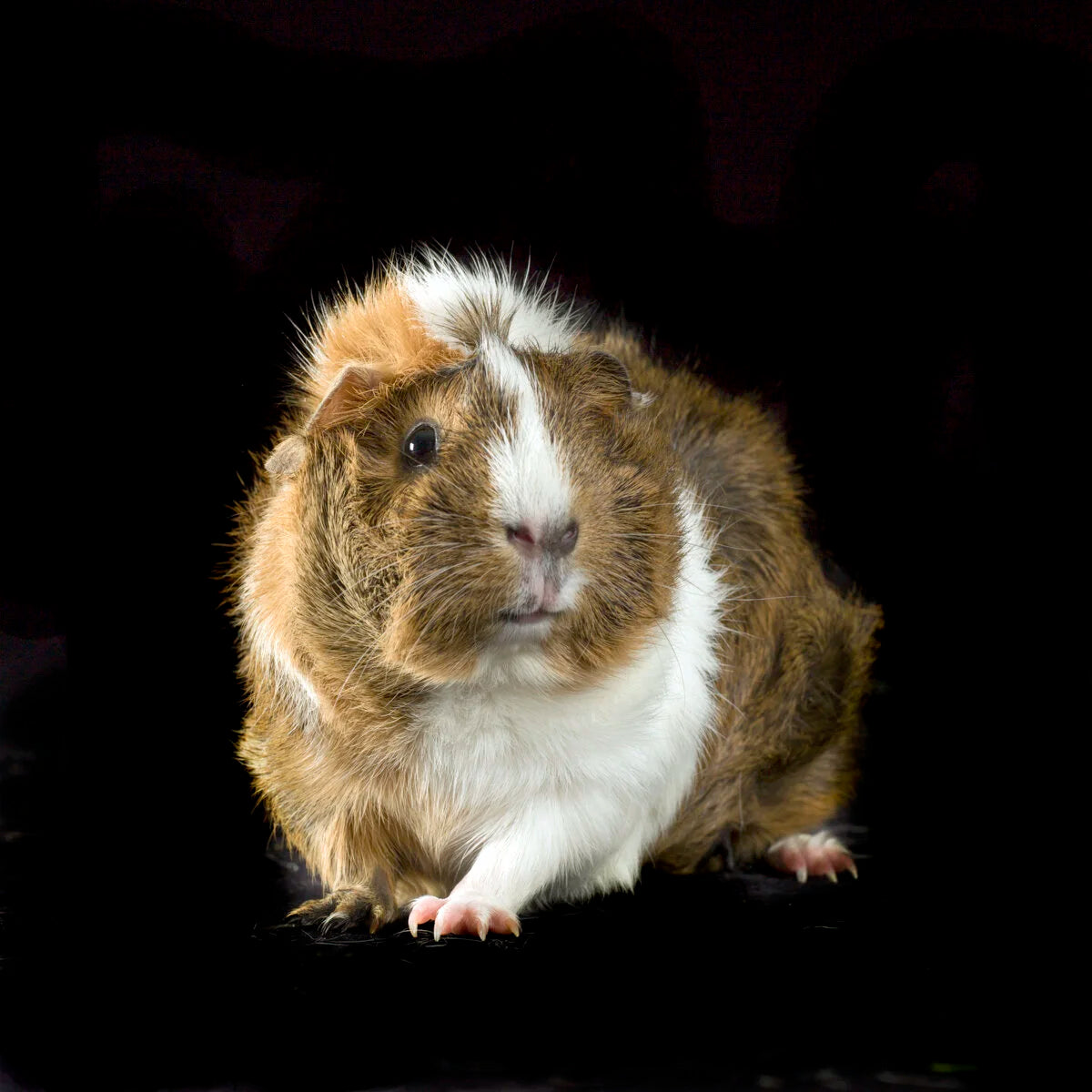Guinea Pig