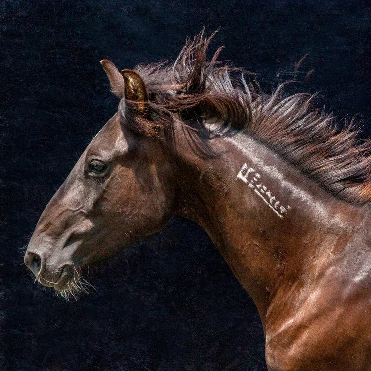 Mustang