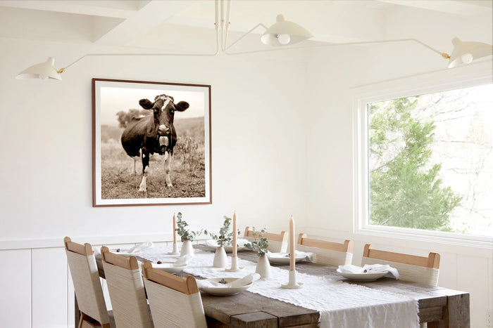 Oak Hill Cow, in a room
