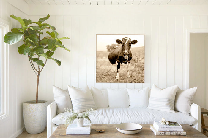 Oak Hill Cow, in a room