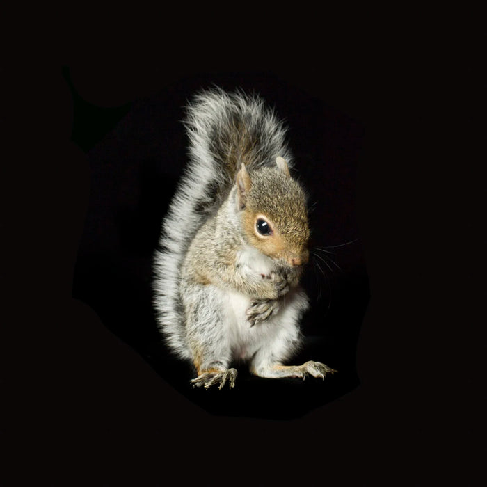 Baby Squirrel
