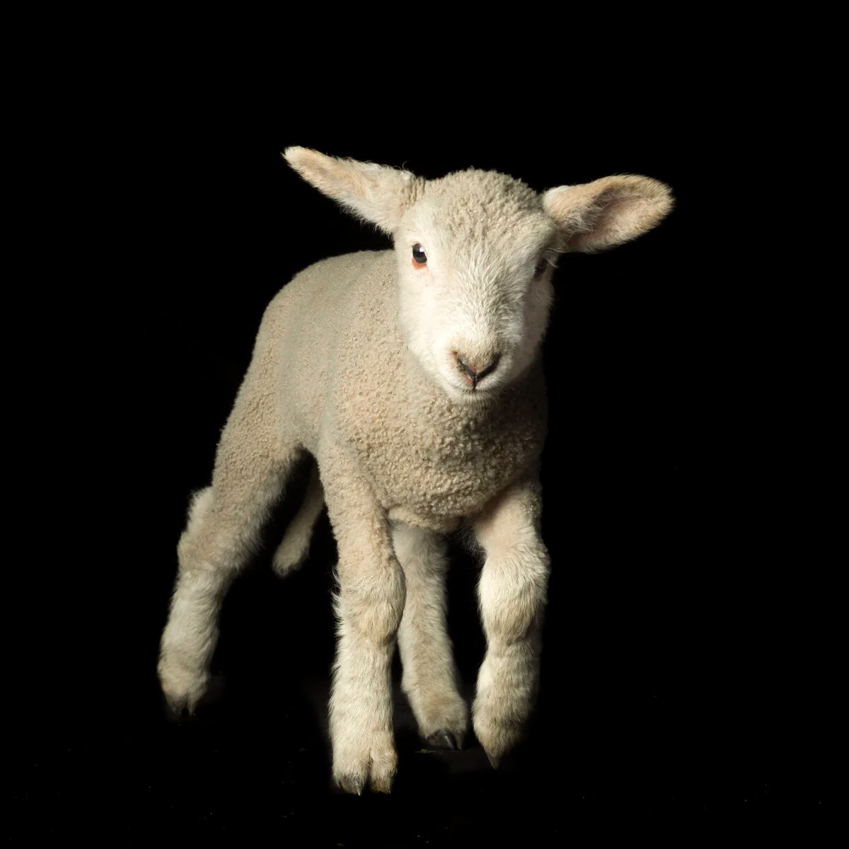 Lamb