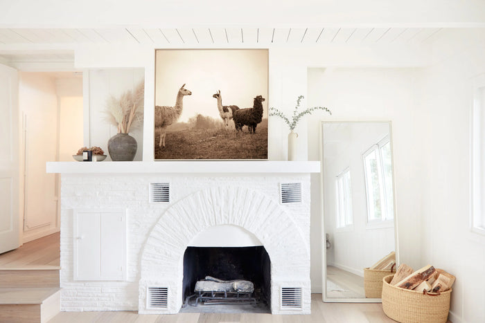 Three Llamas, in a room