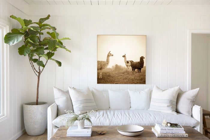 Three Llamas, in a room