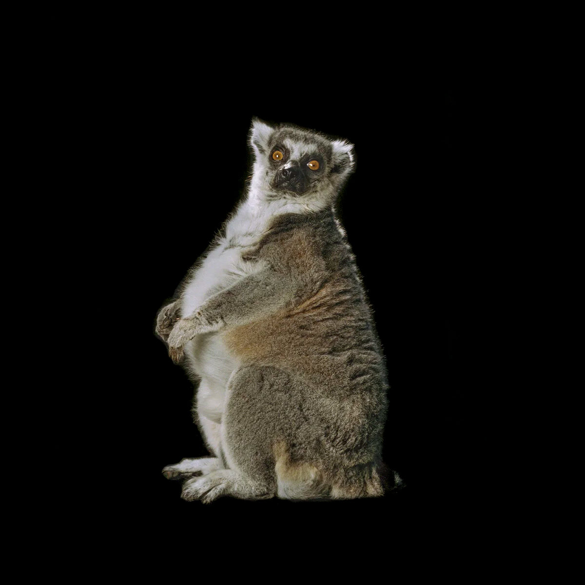 Lemur